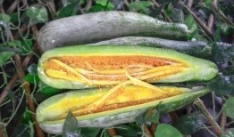 龙州网红吃瓜事件,揭秘网络舆论的风暴与真相